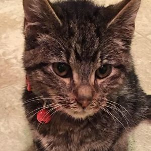 Meet your Posher, Destany